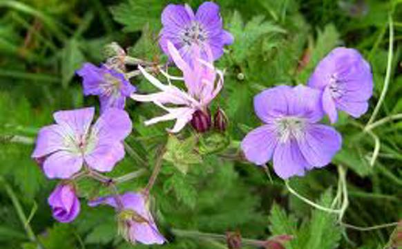 Skapanarsunnudagur 26. juni 2011