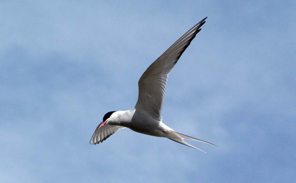 »Alt tað, sum hevur fuglaflog…«