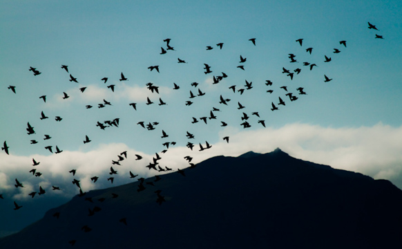 Náttúran sum halgidómur