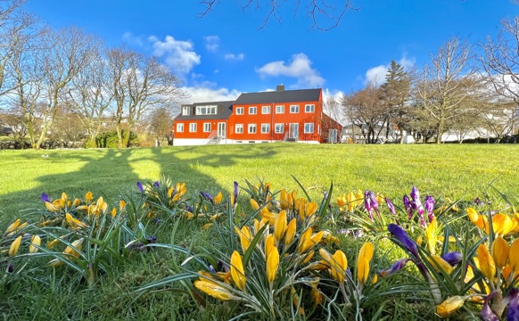 Biskupsgardur Vár Krokus